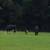 Cow calf pair 4 thumbnail