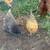 layer pullets 8 thumbnail