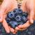 ORGANIC BLUEBERRY BUSHES 1 thumbnail