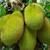 Jackfruit 4 thumbnail