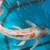 KOI, KOI, KOI, OVER 100 large healthy Koi 15” to 25” 23 thumbnail