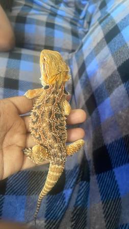 Bearded dragon 1