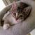 Free kitten 2 thumbnail