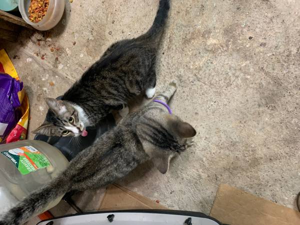 Rehoming two cats (Wichita Falls)63852007461379122