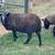 6 lambs, wethers 4 thumbnail