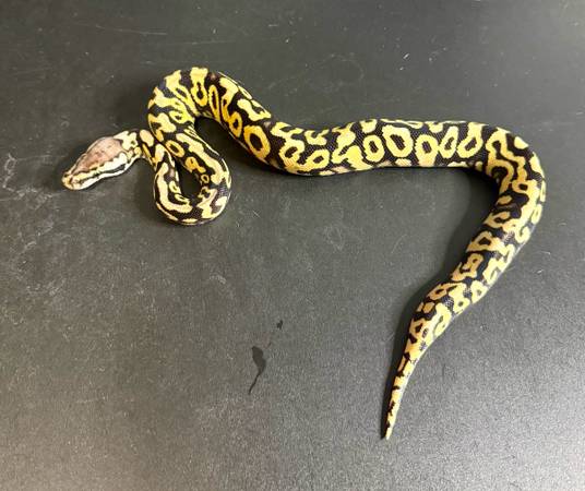 Rehoming ball pythons (Killeen)63839343191425120