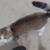 cat 2 thumbnail