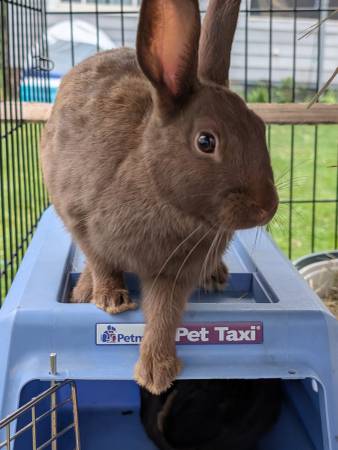 rabbit (Newburgh heights)63686659937281123