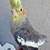 Beautiful tame Cockatiel 2 thumbnail