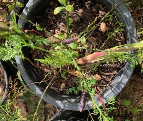 Fruiting Grafted Finger Lime Rooted Live Plant 1