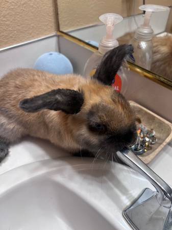 Mini lopped eared rabbit 1