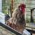 Rooster - Red Wyandotte Silkie Mix 2 thumbnail