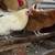 pullets, chickens, laying hens & roosters 3 thumbnail