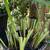 IRIS, Flag type, White or Brilliant Purple 3 thumbnail