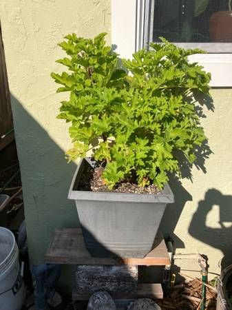 2 potted geraniums. 1