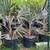 Bismarck Palm Tree (Bismark) 3 thumbnail