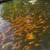 Farmette/ Dog kennel/ Hatchery Koi 4 thumbnail
