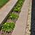 South African wide tongue succulents and other succulents 2 thumbnail