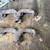 1957/1963 CHEVY SMALL BLOCK RAM EXHAUST MANIFOLDS 2 thumbnail