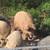 Herd of Mangalitsa Pigs 6 thumbnail