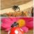 Jumping spider 6 thumbnail