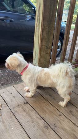 perra shih tzu (Plantersville)63859316923011121