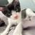 Tuxedo kitten 2 thumbnail