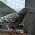Homing pigeons 7 thumbnail