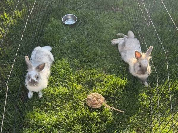 Dos conejos macho de raza Lionhead