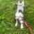 Blue Merle Aussie 3 thumbnail