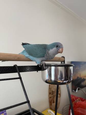 Rehoming Blue Quaker Parrot (Whitestone)63613649011203121