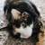 Cat 'Princess' 3 thumbnail