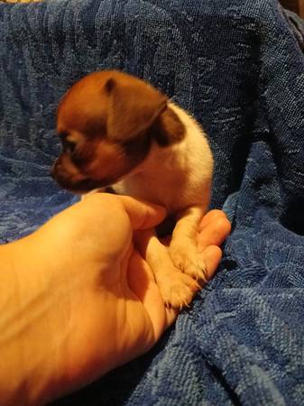 Cachorro macho de raza chihuahua (Federalsburg)63872576213507122