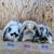 Holland lop rabbits 1 thumbnail