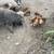Piglets 3 thumbnail