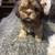 Male Imperial ShihTzu puppy 4 thumbnail