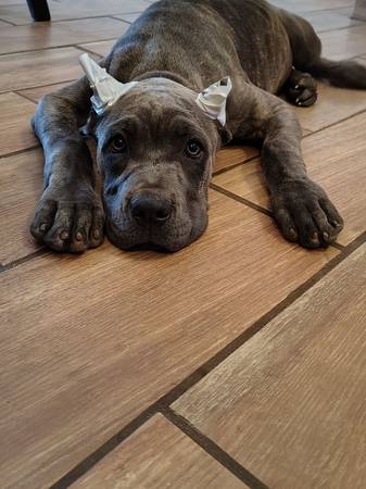Cane Corso 1