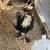 Rooster 1 thumbnail