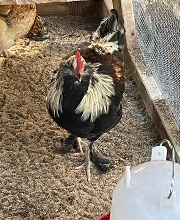Rooster 1