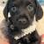 Cavapoo Puppies 3 thumbnail