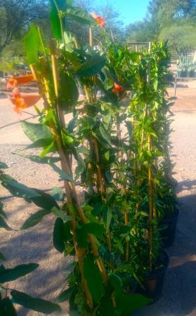 5 GALLON TANGERINE CROSS VINE 1