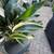 RARE Variegated Aspidistra 10"/3gallon grow pot 5 thumbnail