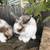 Lop bunnies 6 thumbnail