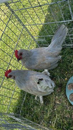 Bantam roosters 1