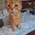 Lost Orange cat with white-tipped tail 1 thumbnail