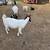 Goats for sale 23 thumbnail