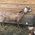 Herd Dispersal—“Ruby” Purebred Nubian Doe  Available Now 2 thumbnail