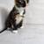 Rare  Tortoiseshell Kitten 4 thumbnail