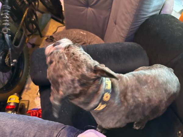 Reubicación de bulldogs franceses ahora (Los Ángeles)63893601478786120