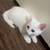 Rehoming beautiful white cat 7 thumbnail